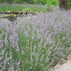 Thompson Morgan 9 X Lavender Hidcote Jumbo Plugs