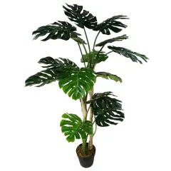 Leaf 150cm 40 5ft 41 Luxury Monstera Cheese Plant Black Pot Green